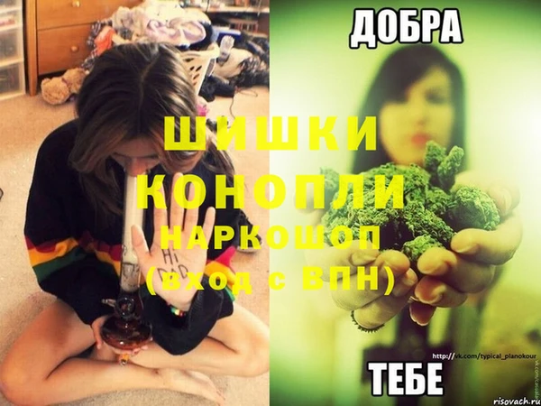 прущие грибы Заводоуковск